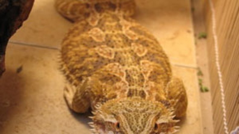 التمساح الأصلي.. مقوّ جنسي للإيقاع بالشيوخ في وهران!؟