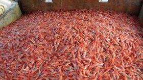 بلوط: يجب فتح تحقيق حول “مافيا” الجمبري والميرلون!