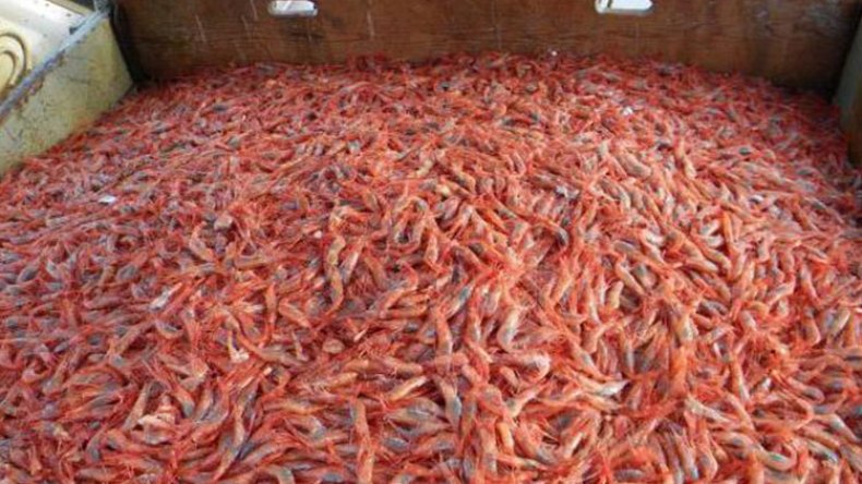 بلوط: يجب فتح تحقيق حول “مافيا” الجمبري والميرلون!