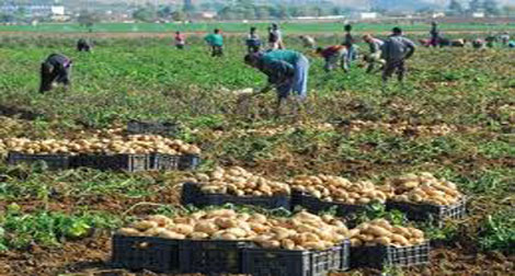 M. Benaissa appelle les agriculteurs à faire preuve de plus d’efficacité