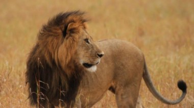 Taref : Un lion évadé sème la terreur