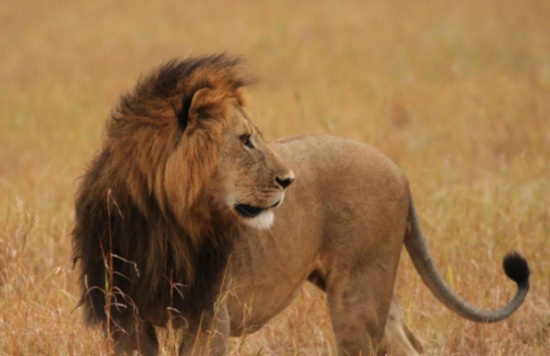 Taref : Un lion évadé sème la terreur