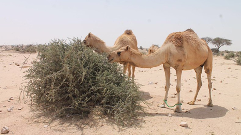 الإبل تغزو المزارع والبساتين في الوادي