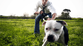 كلب “الرعي الألماني” و” الدوبيرمان” للسرقة وفك النزاعات!