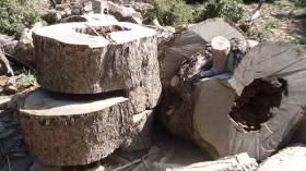 شاحنات ووسائل متطورة لنهب أشجار “أمازون الأوراس”