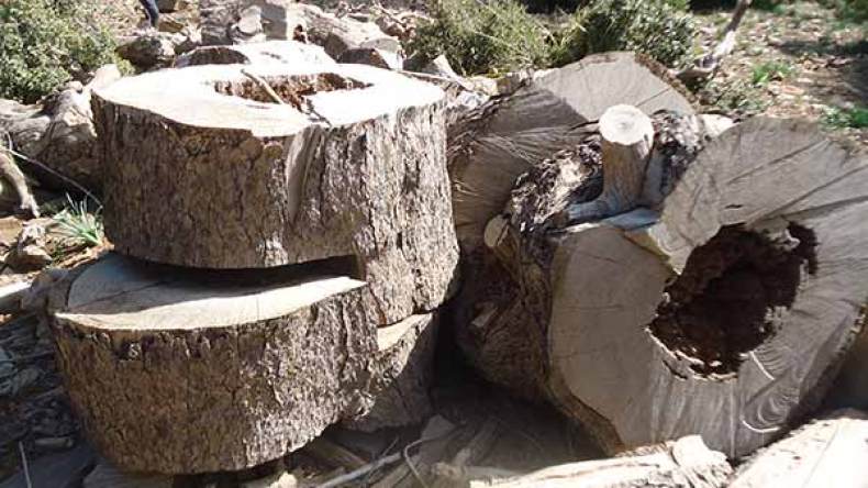 شاحنات ووسائل متطورة لنهب أشجار “أمازون الأوراس”