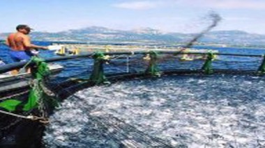 Développement du secteur de la pêche : ambition de la wilaya de Tlemcen