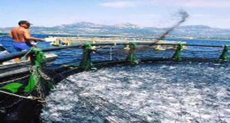 Développement du secteur de la pêche : ambition de la wilaya de Tlemcen
