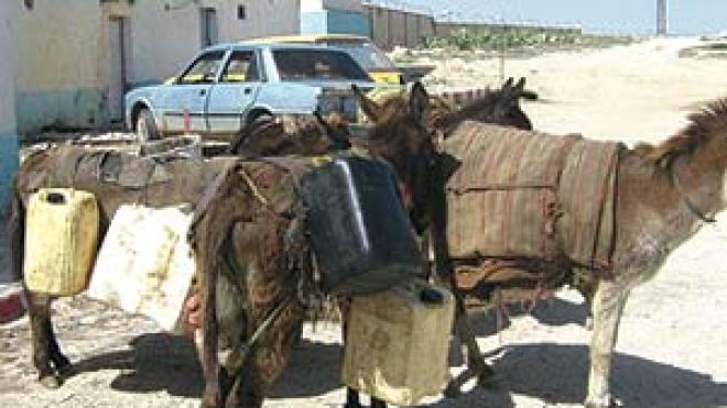 مهربون يسترجعون “غنائمهم” في المزاد العلني والقتل لمن ينافسهم