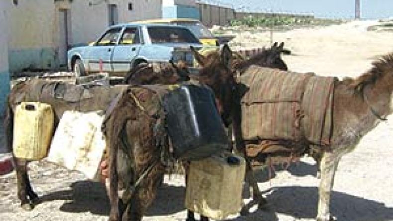 مهربون يسترجعون “غنائمهم” في المزاد العلني والقتل لمن ينافسهم