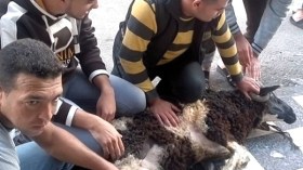 كارثة إجتماعية ..جزائريون يعرفون اللحم  ولا يعلمون معنى عيد الأضحى