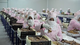 مشاكل متعددة تواجه المصدّرين لتنمية صادرات التمور ومشتقاتها