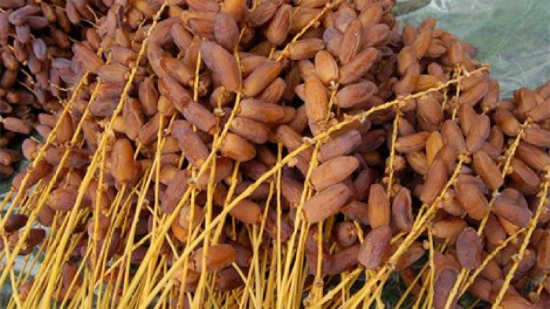 “دقلة” وادي سوف تملأ الأسواق الجزائرية بأسعار معقولة