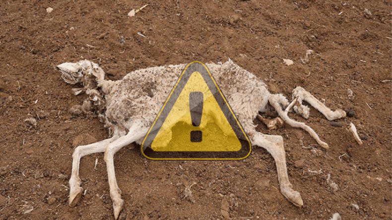 الطاعون ينتشر في 25 ولاية و1000 خروف ينفق يوميا