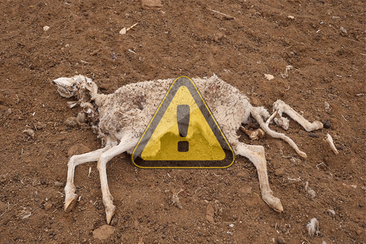 La peste se propage: La détresse du syndicat des vétérinaires