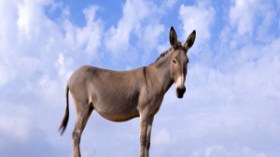 أزمة‮ ‬في‮ ‬فرنسا‮ ‬بسبب‮ ‬الحمار‮ ‬زيدان‮!‬