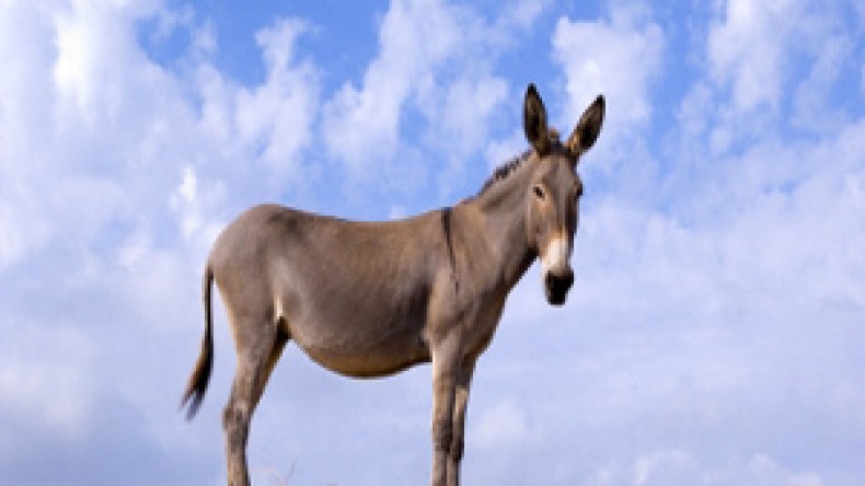 أزمة‮ ‬في‮ ‬فرنسا‮ ‬بسبب‮ ‬الحمار‮ ‬زيدان‮!‬