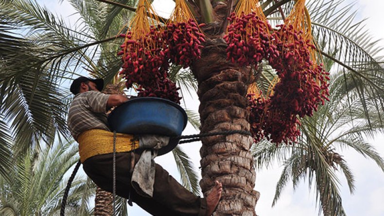 صفقات بالملايير لتصدير التمور إلى إفريقيا في مهب الريح