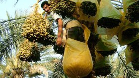 ندرة في التمور.. وأسعارها ستصل 800 دينار في رمضان