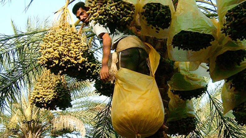 ندرة في التمور.. وأسعارها ستصل 800 دينار في رمضان