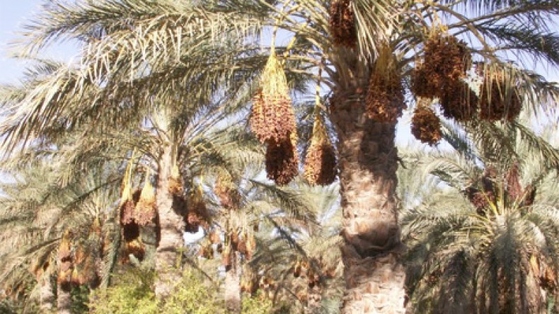 “محتكرو” تصدير التمور يتحرّكون لكسر الفلاحين وضرب المنافسة