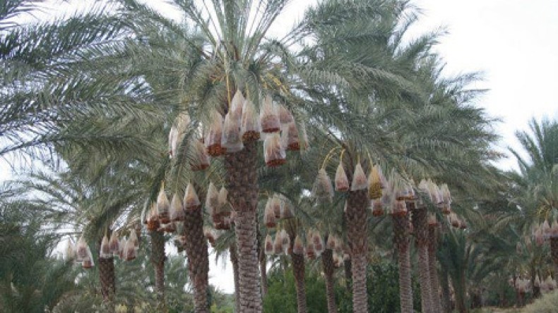 تمور جزائرية تدخل الأسواق الآسيوية بأسعار قياسية