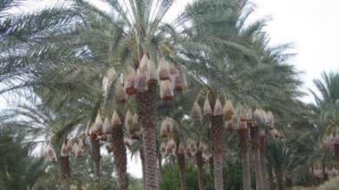 Les dattes algériennes à des prix record en Asie