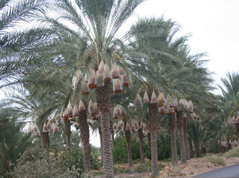 Les dattes algériennes à des prix record en Asie