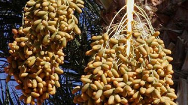 Du  bioéthanol à partir de dattes  à partir de 2011