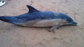 نفوق دلفين بشاطئ الداموس غرب تيبازة