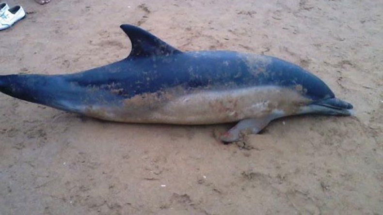 نفوق دلفين بشاطئ الداموس غرب تيبازة