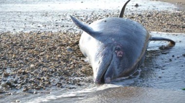 Aïn Témouchent : un dauphin s'échoue sur la plage de Terga