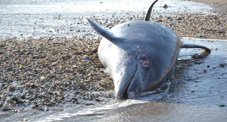 Aïn Témouchent : un dauphin s'échoue sur la plage de Terga