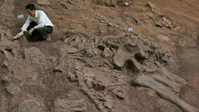 اكتشاف نوع نادر من الديناصورات في تونس