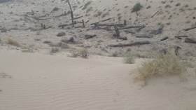 نخيل غيطان وادي سوف مهددة بالزوال