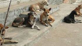 الكلاب الضالة تفرض حظر التجوال بالأغواط