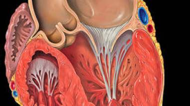 Les cardiopathies touchent de plus en plus de jeunes