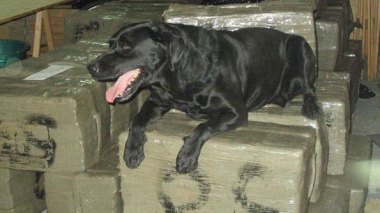 Une voiture recherchée par Interpol utilisée pour le trafic de drogue