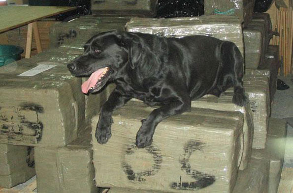 Une voiture recherchée par Interpol utilisée pour le trafic de drogue