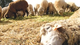 مرض غريب يفتك بالماشية وينذر بانهيار أسعار الأضاحي