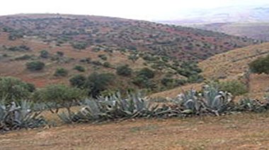 Désertification : une expérience pionnière de fixation des dunes à Bitam (Batna)