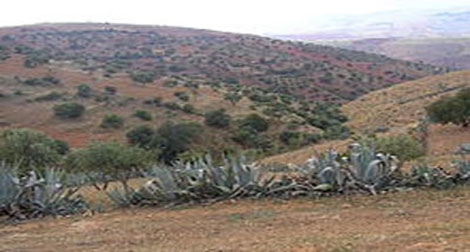 Désertification : une expérience pionnière de fixation des dunes à Bitam (Batna)