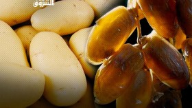 الباترونا “تنبش” في أسواق 64 دولة بحثا عن زبائن البطاطا و”دقلة نور”!