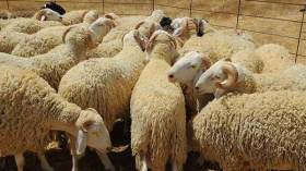 السماسرة والمضاربون يلهبون أسعار أضاحي العيد بالمسيلة