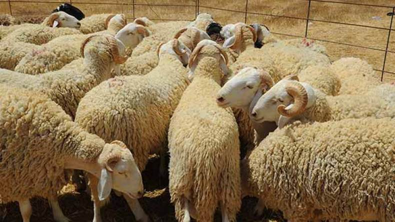 السماسرة والمضاربون يلهبون أسعار أضاحي العيد بالمسيلة