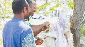 تعرف على الكيس المائي وأمراض أخرى تصيب بعض الماشية