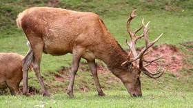 عودة رؤوس من الأيل البربري إلى محمية بني صالح بقالمة