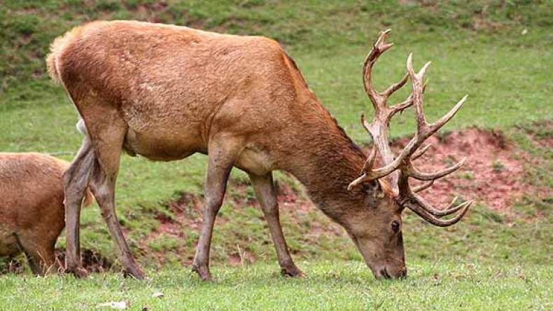 عودة رؤوس من الأيل البربري إلى محمية بني صالح بقالمة