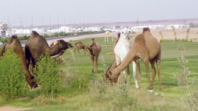 إبل سائبة تعبث بمحاصيل الفلاحين في حاسي خليفة بالوادي