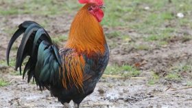 Affaire du Coq saisi: La sûreté nationale sort de son mutisme